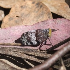 Platybrachys decemmacula (Green-faced gum hopper) at Scullin, ACT - 13 Nov 2020 by AlisonMilton