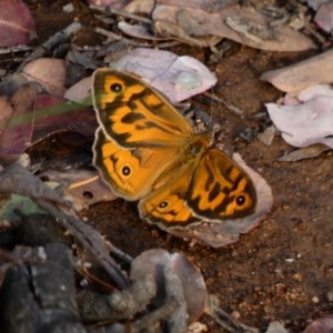 Heteronympha merope at Deakin, ACT - 23 Nov 2020