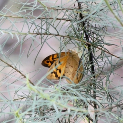 Heteronympha merope (Common Brown Butterfly) at Hughes, ACT - 21 Nov 2020 by TomT