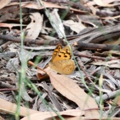 Heteronympha merope at Hughes, ACT - 22 Nov 2020 05:16 AM