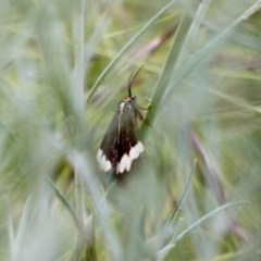 Nyctemera amicus (Senecio Moth, Magpie Moth, Cineraria Moth) at Hughes, ACT - 22 Nov 2020 by TomT