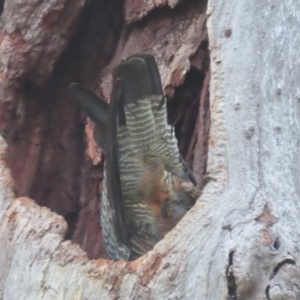 Callocephalon fimbriatum at Red Hill, ACT - 23 Nov 2020