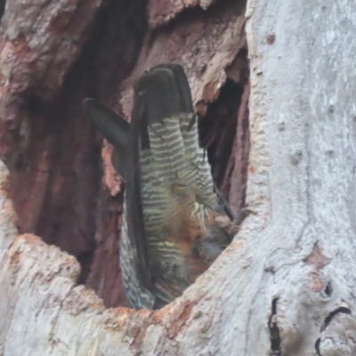 Callocephalon fimbriatum (Gang-gang Cockatoo) at Red Hill, ACT - 22 Nov 2020 by roymcd