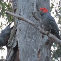 Callocephalon fimbriatum at Red Hill, ACT - 23 Nov 2020