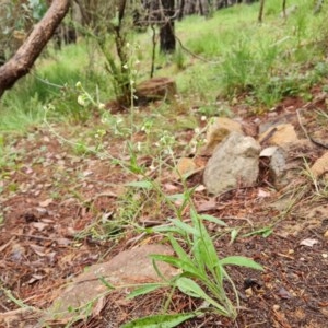 Hackelia suaveolens at Isaacs Ridge - 23 Nov 2020