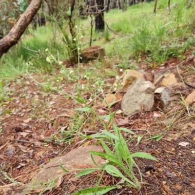 Hackelia suaveolens (Sweet Hounds Tongue) at Isaacs Ridge - 23 Nov 2020 by Mike