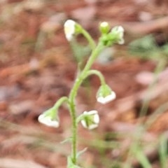 Hackelia suaveolens at Isaacs Ridge - 23 Nov 2020