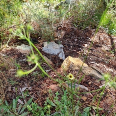 Tolpis barbata (Yellow Hawkweed) at Isaacs Ridge - 22 Nov 2020 by Mike