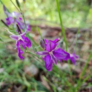 Thysanotus tuberosus subsp. tuberosus at Isaacs Ridge - 23 Nov 2020