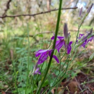 Thysanotus tuberosus subsp. tuberosus at Isaacs Ridge - 23 Nov 2020