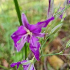 Thysanotus tuberosus subsp. tuberosus at Isaacs Ridge - 23 Nov 2020