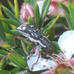 Aoplocnemis sp. (genus) (A weevil) at Tinderry, NSW - 21 Nov 2020 by Harrisi