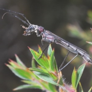 Macrones exilis at Tinderry, NSW - 21 Nov 2020