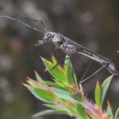 Macrones exilis at Tinderry, NSW - 21 Nov 2020