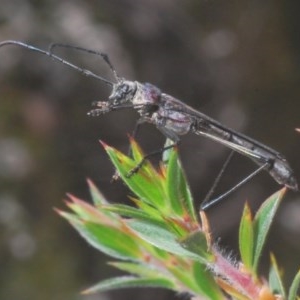 Macrones exilis at Tinderry, NSW - 21 Nov 2020