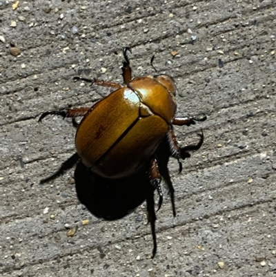 Anoplognathus hirsutus (Hirsute Christmas beetle) at Pialligo, ACT - 23 Nov 2020 by FeralGhostbat