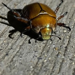 Anoplognathus hirsutus at Pialligo, ACT - 23 Nov 2020 05:10 PM