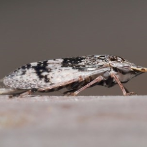 Stenocotis depressa at Downer, ACT - 17 Nov 2020