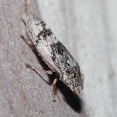 Stenocotis depressa at Downer, ACT - 17 Nov 2020