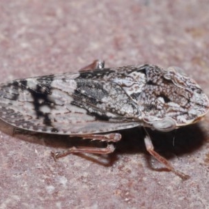 Stenocotis depressa at Downer, ACT - 17 Nov 2020