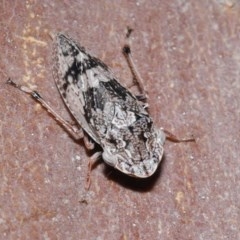 Stenocotis depressa at Downer, ACT - 17 Nov 2020