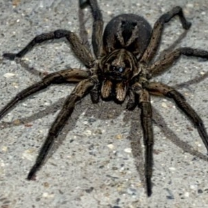 Venatrix sp. (genus) at Pialligo, ACT - 23 Nov 2020