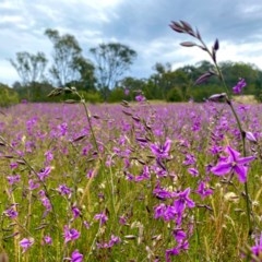 Arthropodium fimbriatum (Nodding Chocolate Lily) at Tuggeranong DC, ACT - 20 Nov 2020 by Shazw