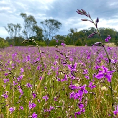 Arthropodium fimbriatum (Nodding Chocolate Lily) at Tuggeranong DC, ACT - 20 Nov 2020 by Shazw