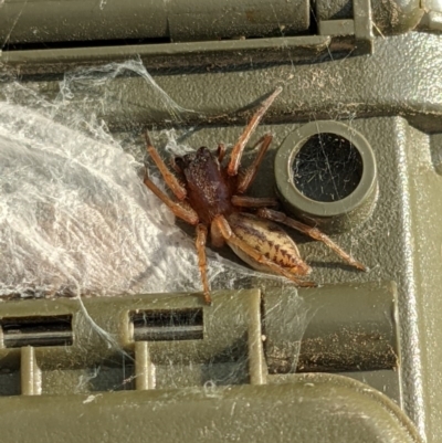 Clubiona sp. (genus) (Unidentified Stout Sac Spider) at Monitoring Site 001 - Riparian - 20 Nov 2020 by ChrisAllen