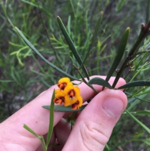 Daviesia leptophylla at Wee Jasper, NSW - suppressed