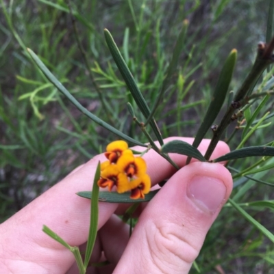 Daviesia leptophylla (Slender Bitter Pea) at Wee Jasper, NSW - 22 Nov 2020 by Tapirlord