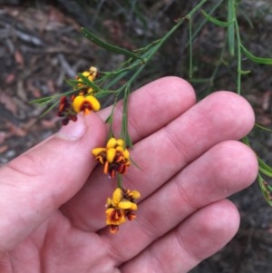 Daviesia leptophylla at Wee Jasper, NSW - suppressed