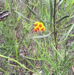 Daviesia leptophylla at Wee Jasper, NSW - suppressed