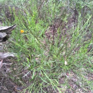 Daviesia leptophylla at Wee Jasper, NSW - suppressed