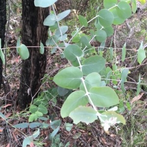 Eucalyptus sp. at Wee Jasper, NSW - suppressed