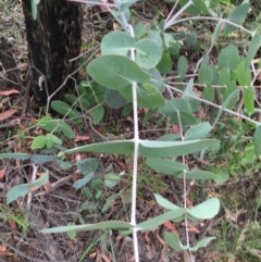 Eucalyptus sp. at Wee Jasper, NSW - suppressed