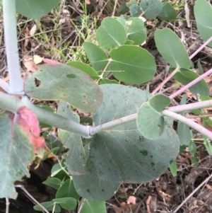 Eucalyptus sp. at Wee Jasper, NSW - suppressed