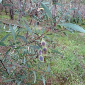 Acacia penninervis var. penninervis at Isaacs, ACT - 23 Nov 2020