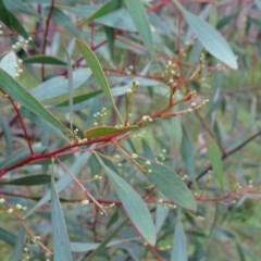 Acacia penninervis var. penninervis at Isaacs, ACT - 23 Nov 2020 06:12 AM