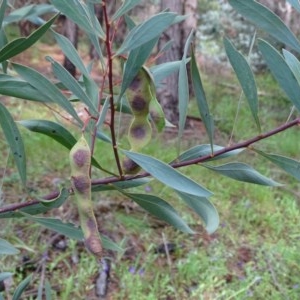 Acacia penninervis var. penninervis at Isaacs, ACT - 23 Nov 2020 06:12 AM