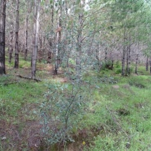 Acacia penninervis var. penninervis at Isaacs, ACT - 23 Nov 2020