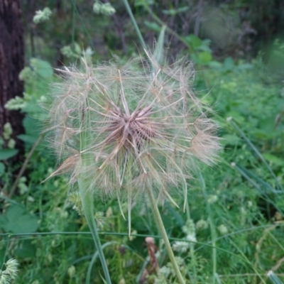 Tragopogon porrifolius subsp. porrifolius (Salsify, Oyster Plant) at Isaacs Ridge and Nearby - 23 Nov 2020 by Mike