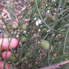 Omphacomeria acerba (Leafless Sour-bush) at Wee Jasper, NSW - 21 Nov 2020 by Tapirlord