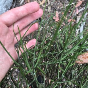 Omphacomeria acerba at Wee Jasper, NSW - 22 Nov 2020