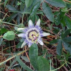 Passiflora caerulea (Blue Passionflower) at Isaacs, ACT - 23 Nov 2020 by Mike