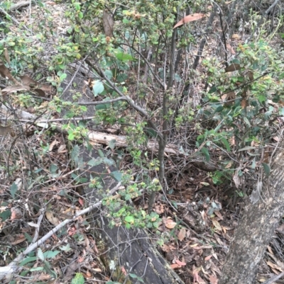 Pomaderris betulina (Birch Pomaderris) at Wee Jasper, NSW - 21 Nov 2020 by Tapirlord