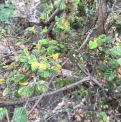 Pomaderris betulina at Wee Jasper, NSW - suppressed