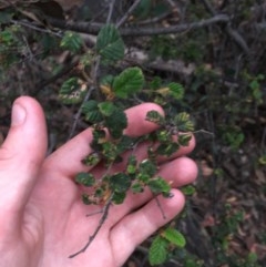 Pomaderris betulina at Wee Jasper, NSW - 21 Nov 2020