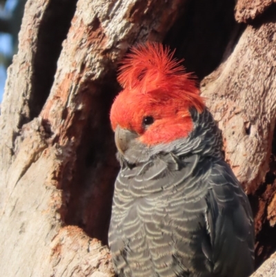 Callocephalon fimbriatum (Gang-gang Cockatoo) at Red Hill, ACT - 23 Nov 2020 by roymcd