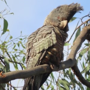 Callocephalon fimbriatum at Red Hill, ACT - 23 Nov 2020